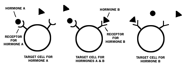 hormone receptors on target cells