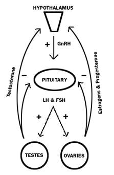 sex hormone cycle