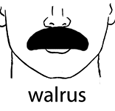 walrus mustache